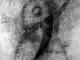 Freak Dellirium