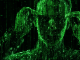 Cyber Anonymous
