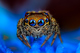 cyber_spider