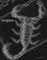 Foto de Scorpion
